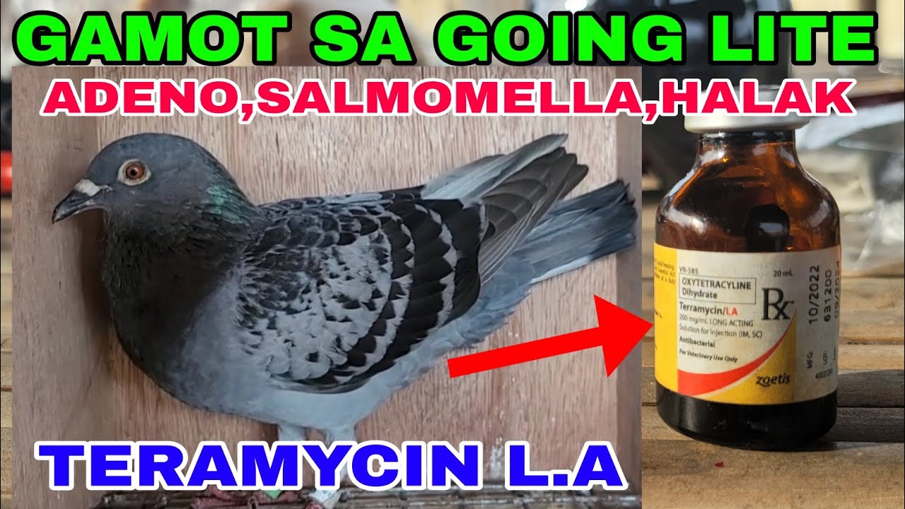 MABISANG GAMOT SA GOING LITE ADENO,SALMONELLA,HALAK AT IBA PANG SAKIT NGA MGA IBON #benchsison