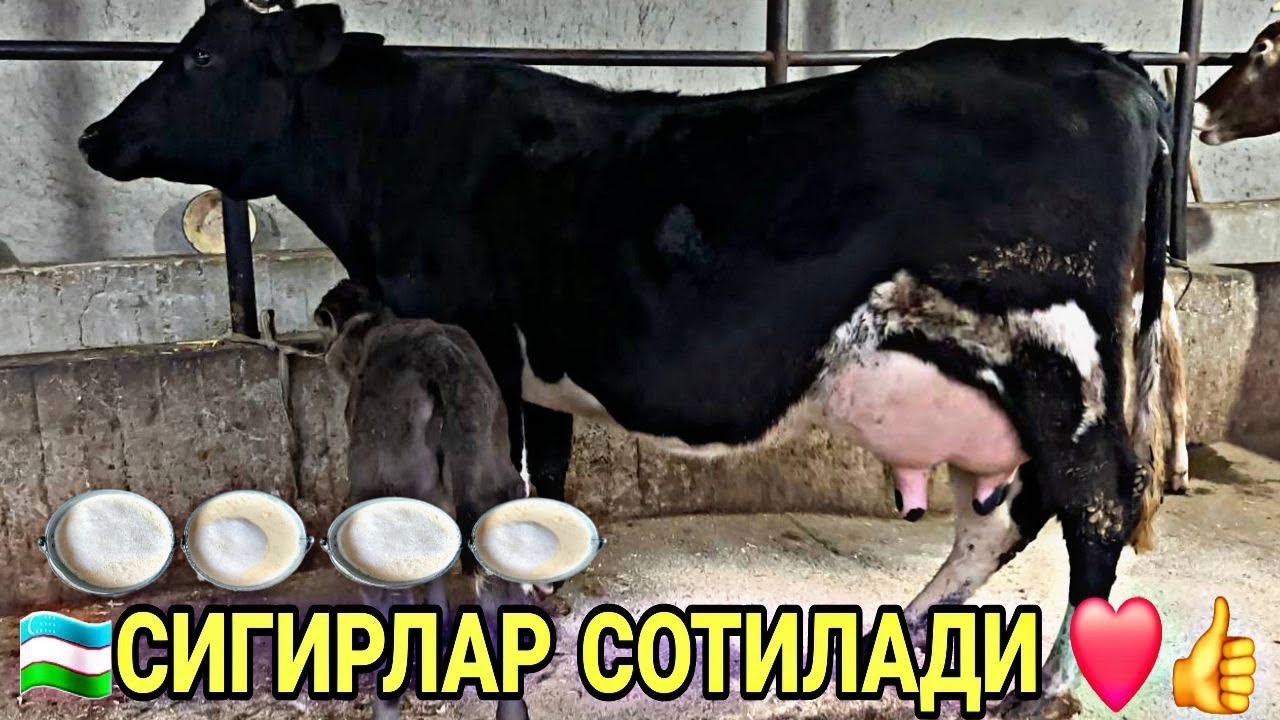 АКМАЛ АКАДАН СУТЛАРИ КУП РУЗГОРБОБ СИФАТЛИ СИГИРЛАР БУГОЗЛАР СОТИЛАДИ SIGIRLAR  NARXI 6 февраля 2026