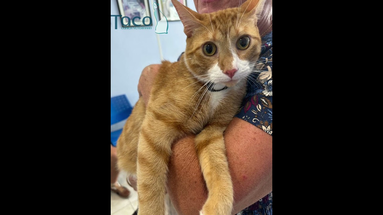 Gatos-chip/Skipper y Charlie 