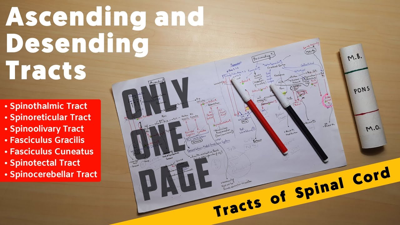 Ascending and Desending Tracts of Spinal Cord | Part 1 | NeuroAnatomy | TCML