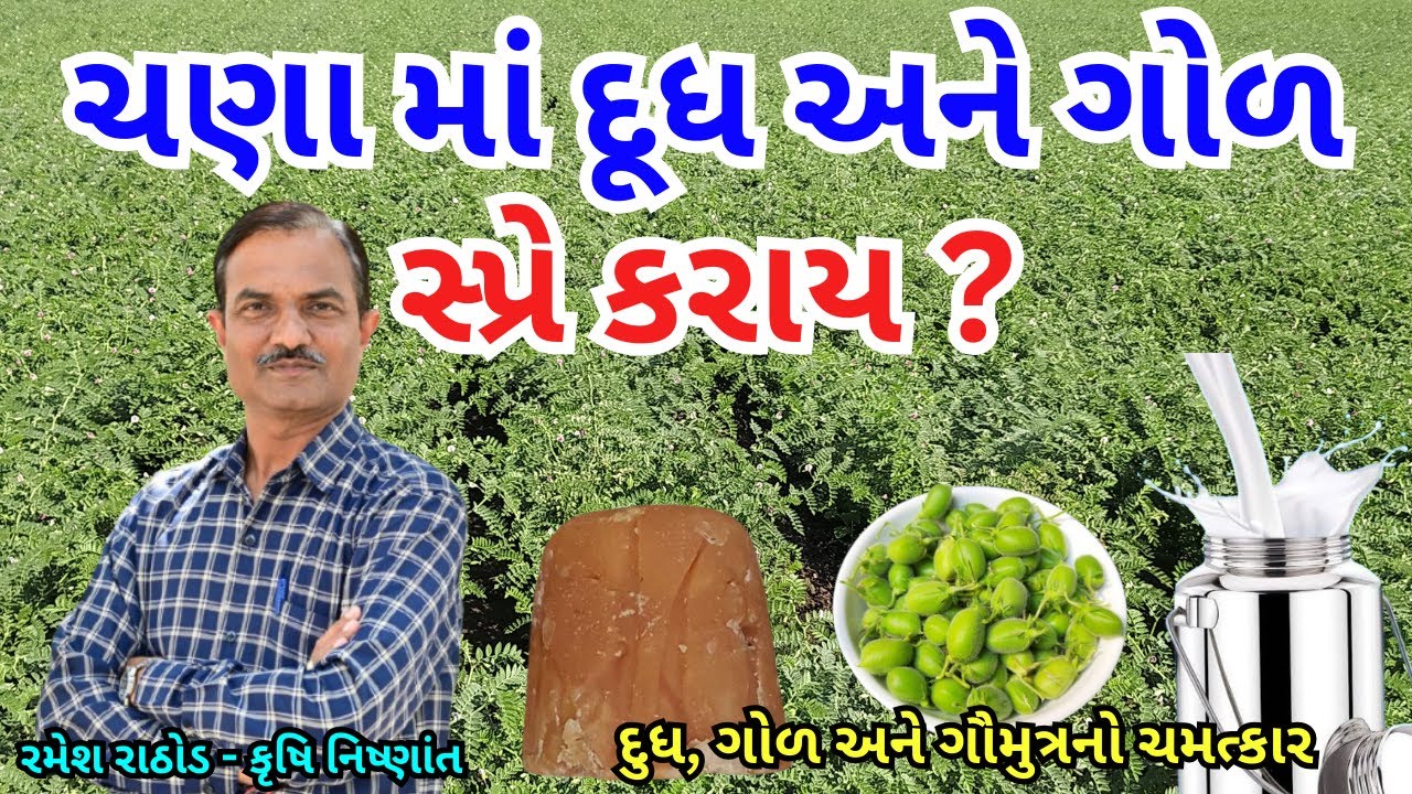 ચણા માં દૂધ અને ગોળ સ્પ્રે કરાય ? દૂધ, ગોળ અને ગૌમૂત્ર નો છંટકાવ કરવો હોય તો જાણી લો ખાસ વાત | Chana