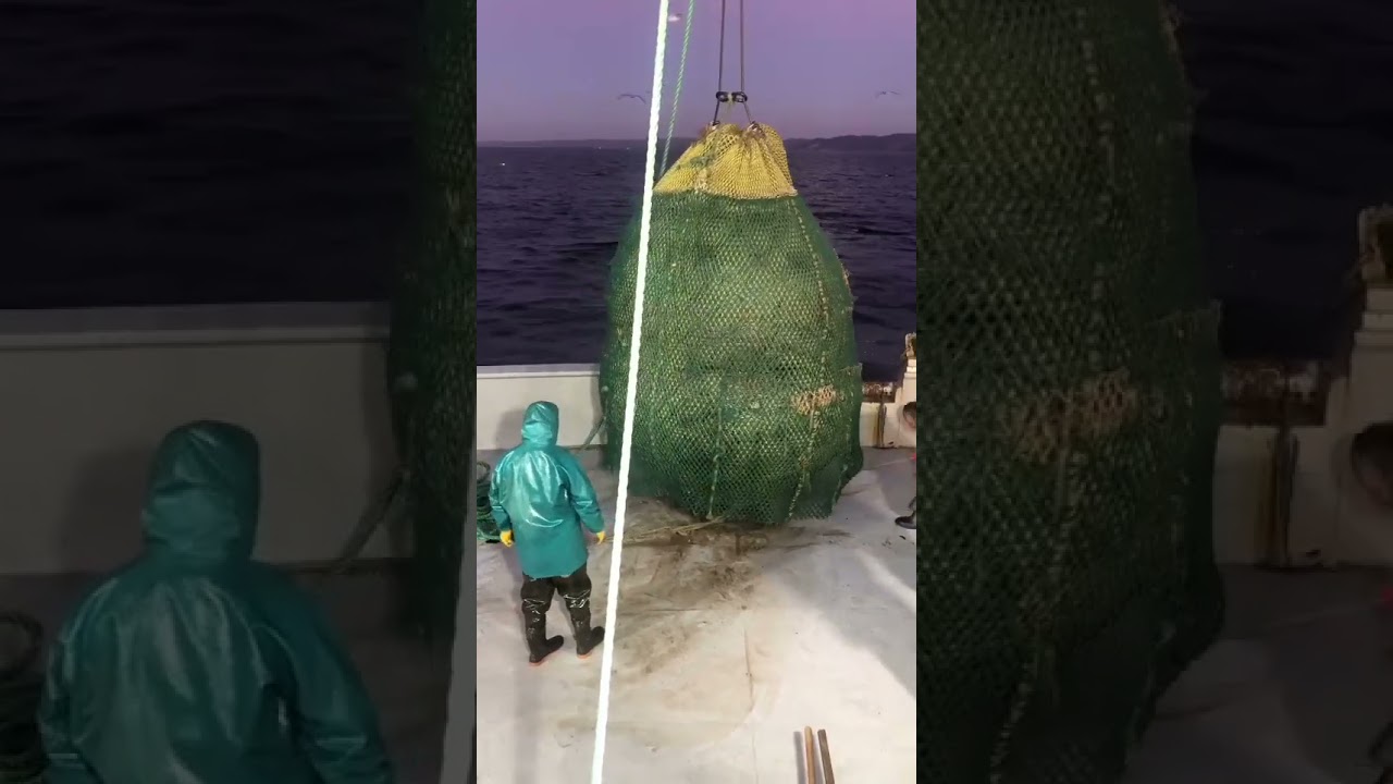 Pesca com rede de arrasto de sardinha em alto mar