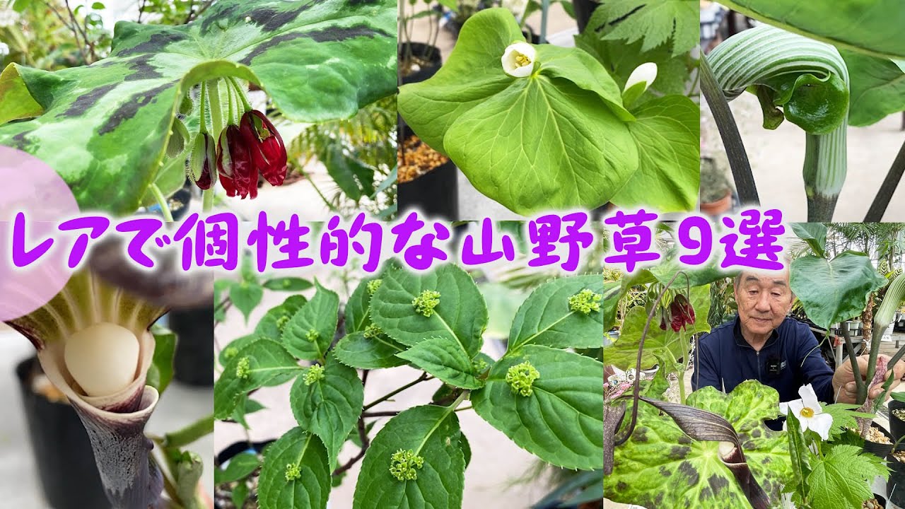 【珍しい山野草9選】レア品種を購入しよう！ユニークな形や珍しい山野草【花と緑のグリーンバレイ】