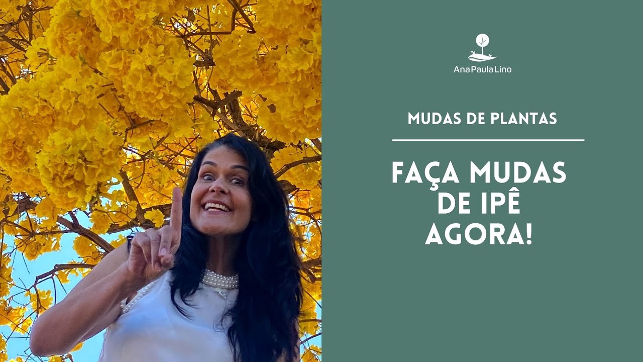 MUDAS DE PLANTAS: Como fazer mudas de Ipê na prática