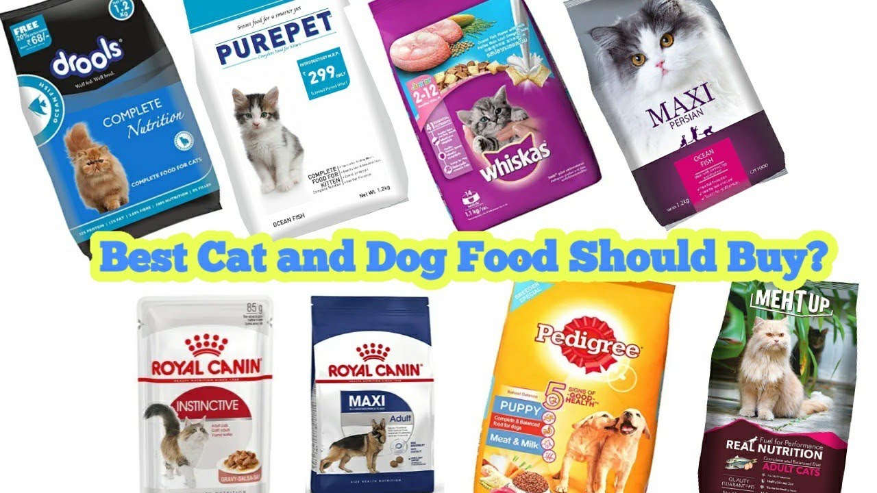 Which Cat and Dog Food Should Buy Ginger Cats