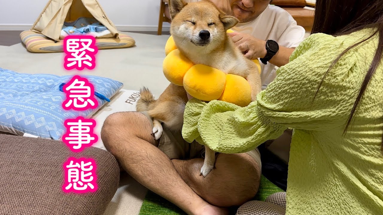 腕が挟まって抜けなくなった愛犬の救出に緊張が走りました…