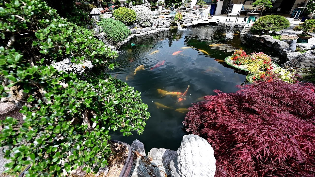 Modern Koi Blog #3878 - Jupps unkonventioneller 70.000 Liter Teich