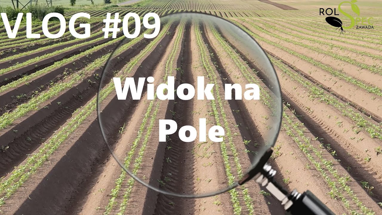 40 ha pietruszki🤯 Dzikie gołębie w kapuście🕊 GR Kaleta👨‍🌾 Bób do zbioru❗  Widok na Pole🔍😎👍 VLOG#09