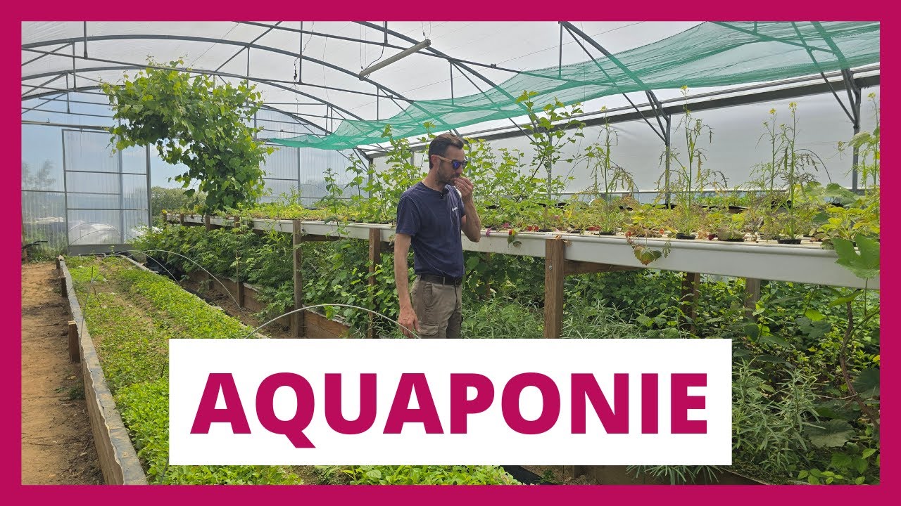 Aquaponie : visite de la pépinière ZFarm avec Pierre Harlaut, pionnier en France