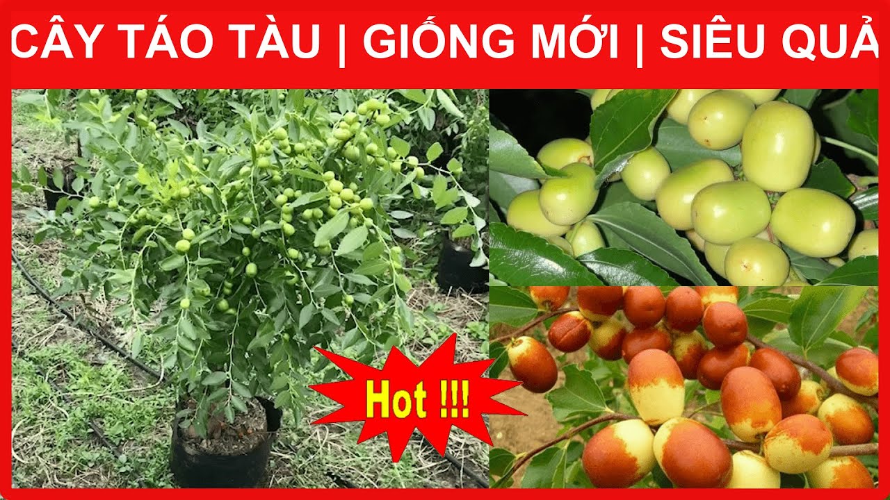 CÂY TÁO TÀU Giống Mới | SIÊU TRÁI | Sỷ - Lẻ Toàn Quốc | Lh 0968750386