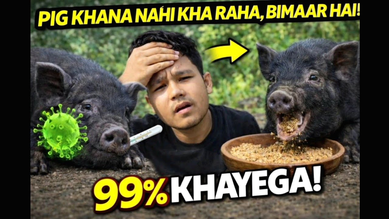 Pig khana nahi kha raha | bimar hy? 