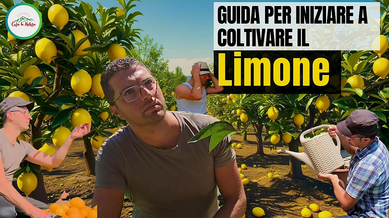 🍋🍋 LIMONE UNA GUIDA PER LA COLTIVAZIONE DELLA PIANTA LIMONE E DEGLI AGRUMI