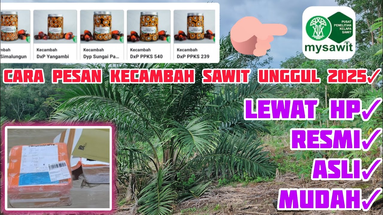 Cara Pesan Kecambah Sawit Unggul melalui Aplikasi MySawit Terbaru 2025