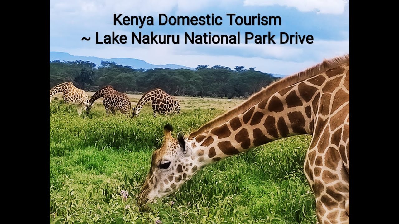 Bonding with the Wild Animals~ Lake Nakuru National Park Drive, Kenya