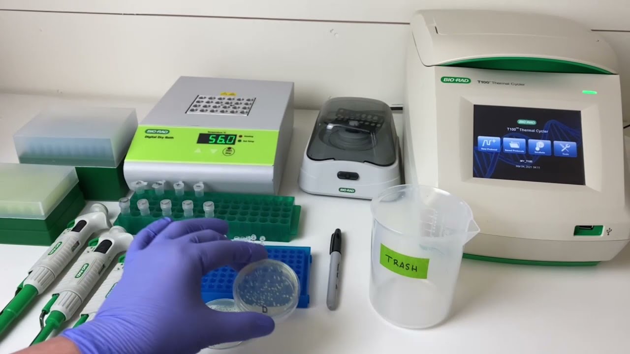 CRISPR Confirmation: Genotyping CRISPR-Cas9 Gene Editing
