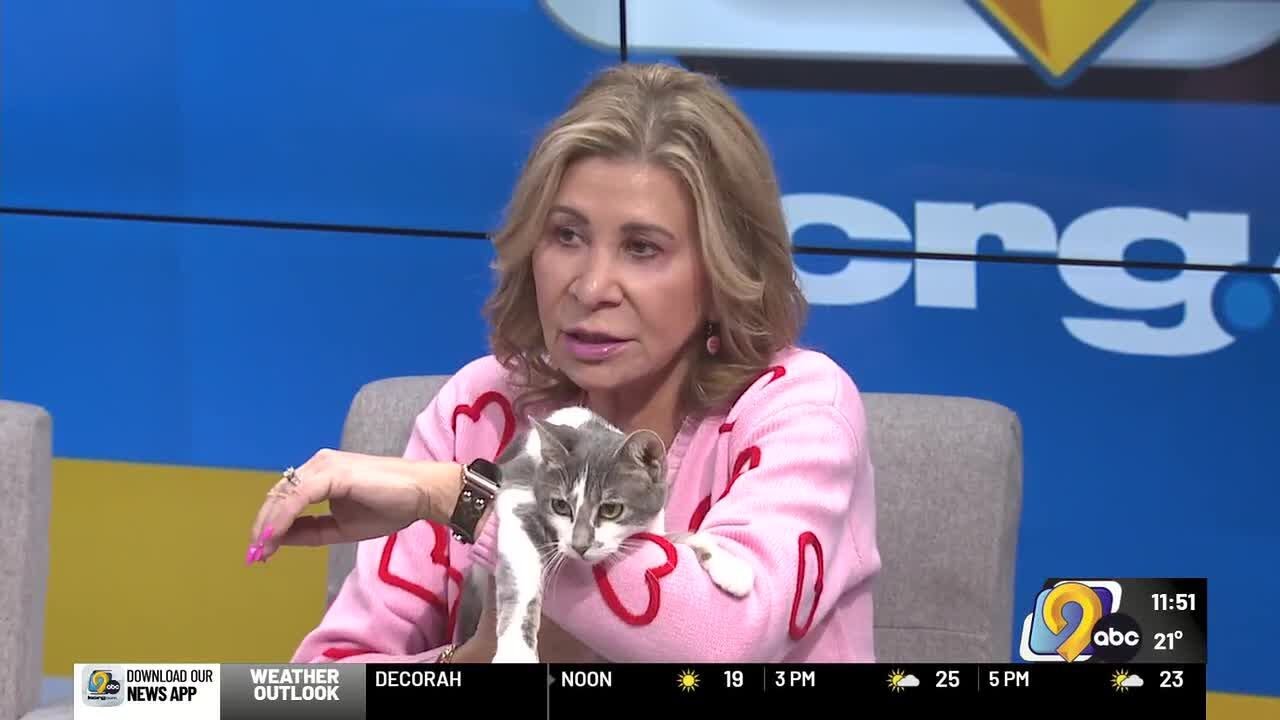 Adoptable pets: Meet Rangoon from SAINT Cat Rescue!