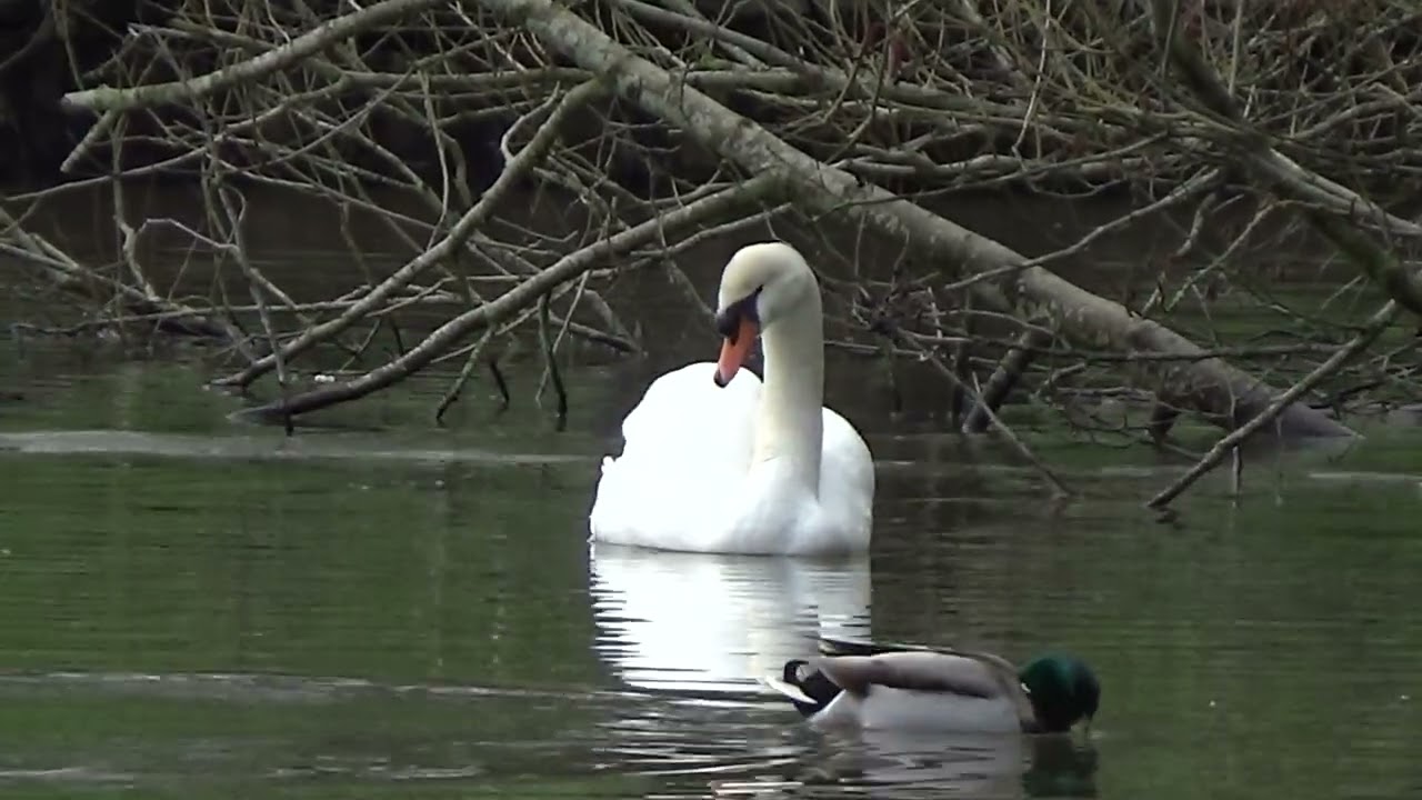 A Time For Tranquility #waterlovelybird #muteswans #swan #swans #tranquility #relaxation #waterbirds
