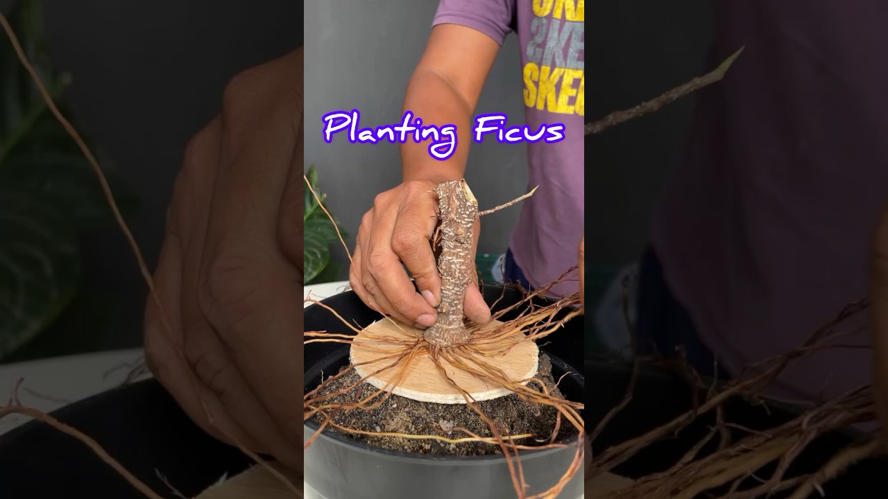 How to Grow a Ficus Tree to Become a Bonsai