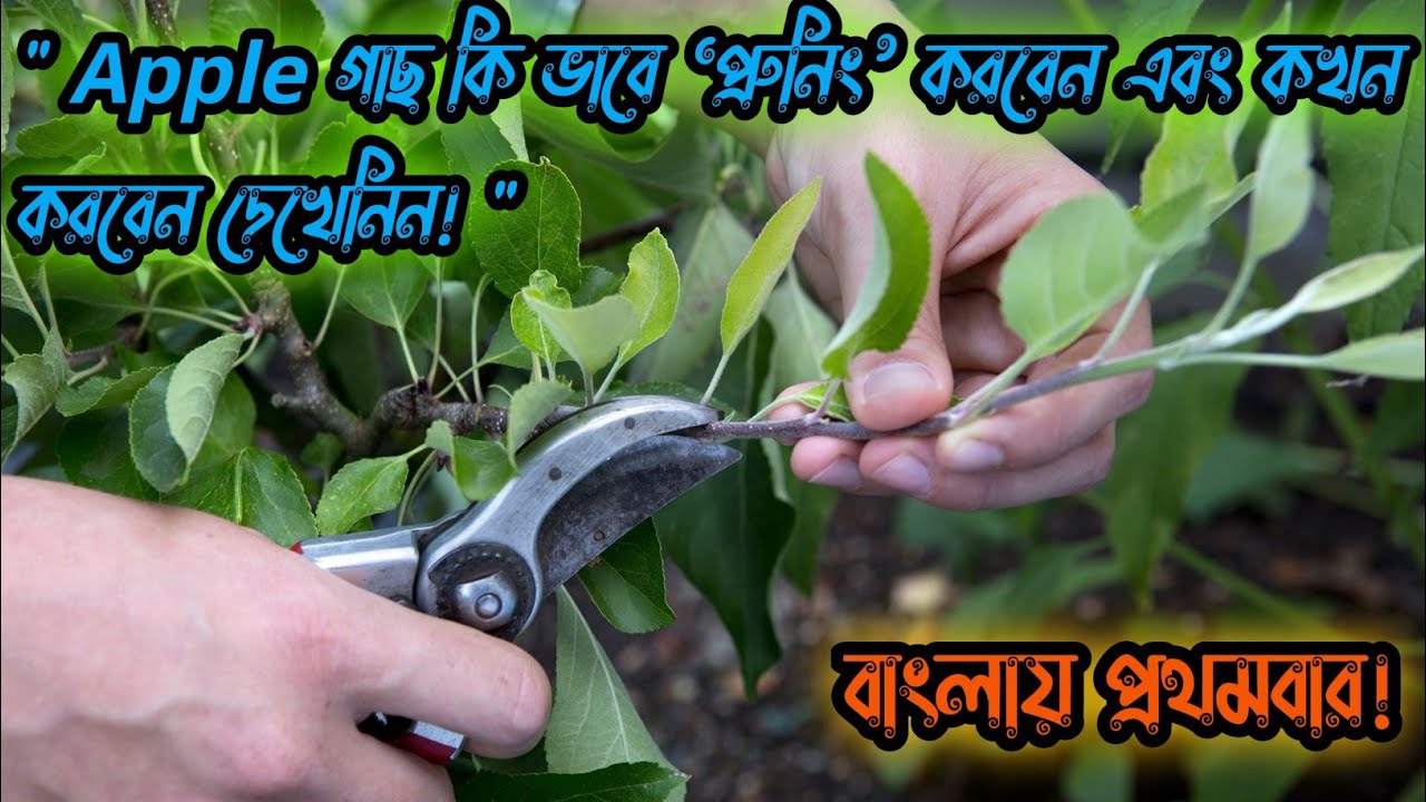 🍎 আপেল গাছের বাম্পার ফলন নিশ্চিত! | সঠিক প্রুনিং (কাটাই-ছাঁটাই) কখন ও কিভাবে করবেন?
