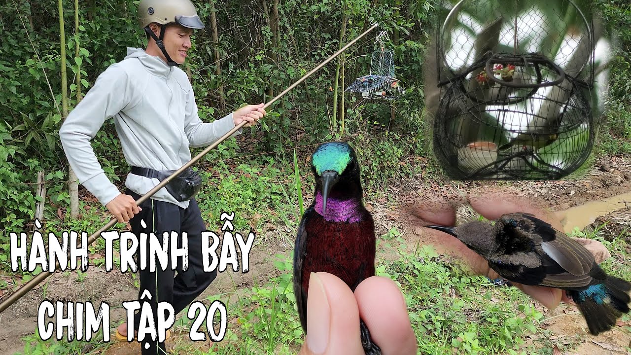 Hành Trình Bẫy Chim Tập 20 | Test Chim Mồi 7 Màu, 5 Màu Và Cái Kết