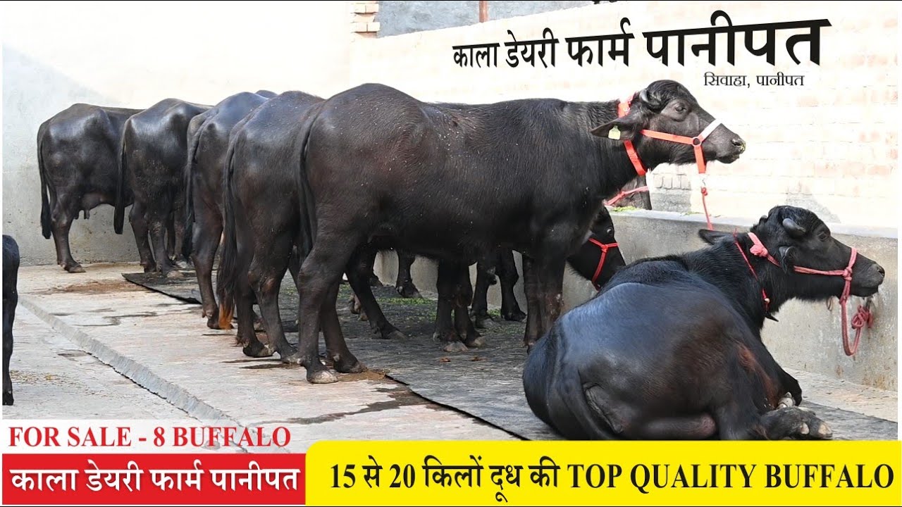 15 से 20 किलों दूध की TOP QUALITY 8 BUFFALO || KALA DAIRY FARM PANIPAT