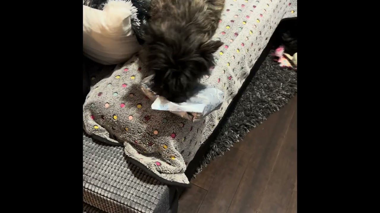Cairn Terriers Open Christmas Gifts