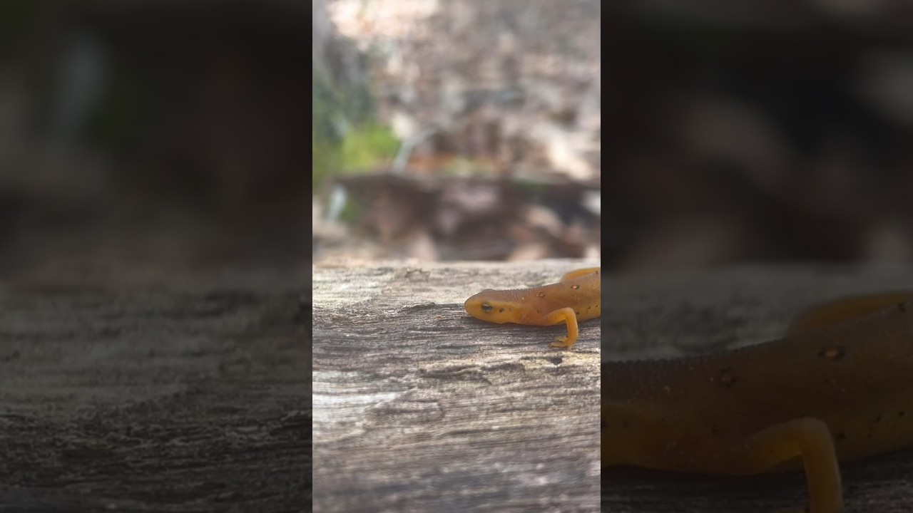 Red spotted newt 