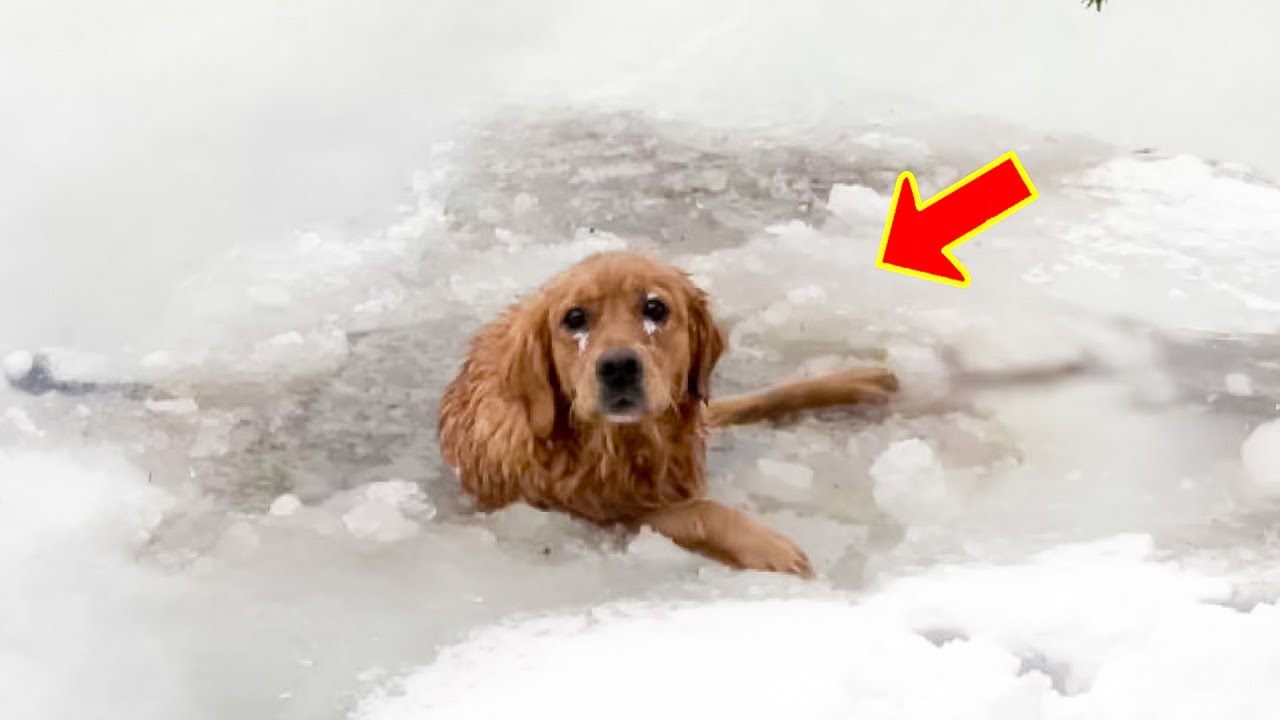 少女は湖の氷の下に閉じ込められていた犬を救出しました。その後の出来事は皆を涙させました。