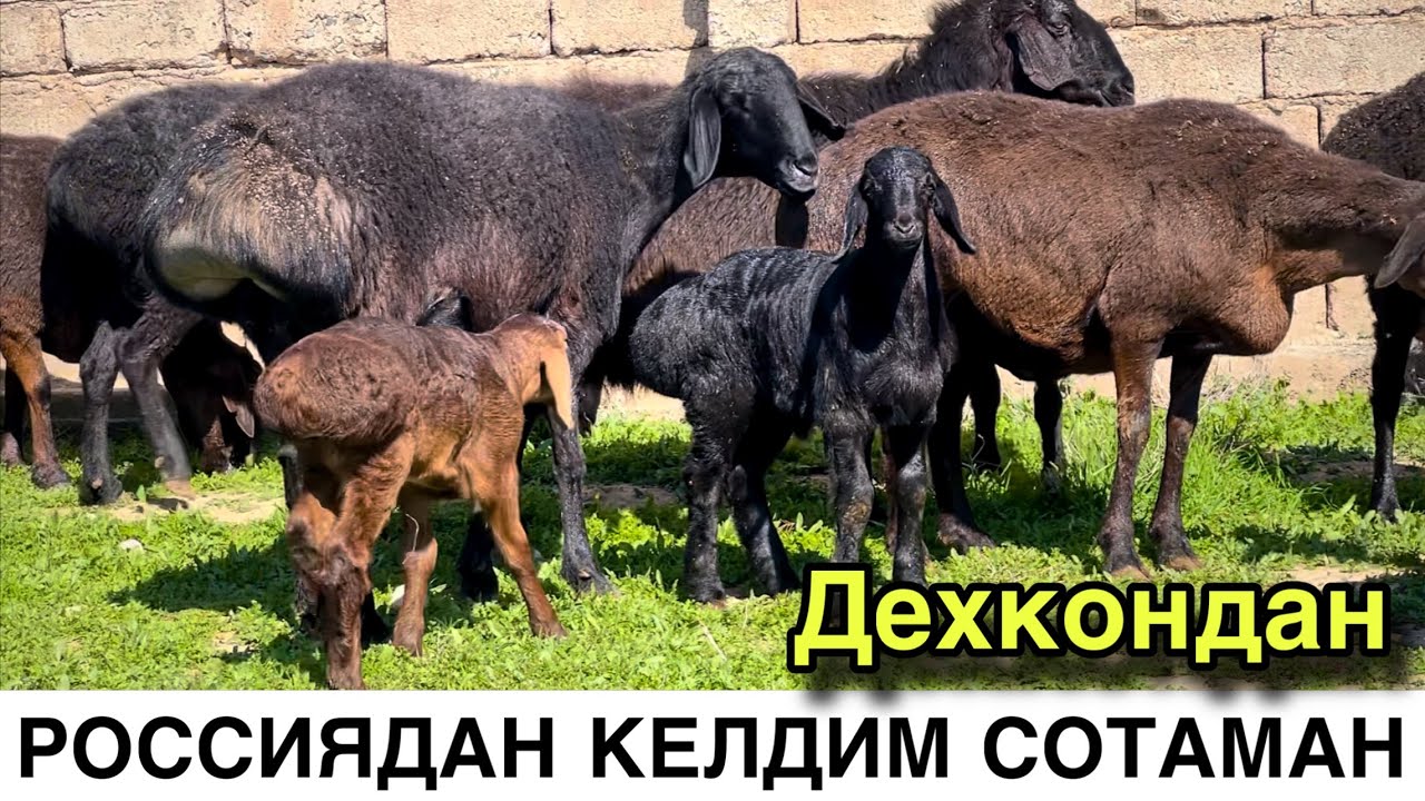 Тоза Сифатли Куйлар! ☎️+998 97 025 0098