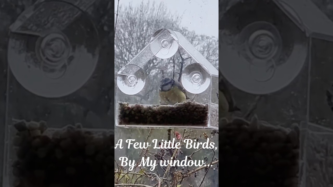Blue Tits Visiting A Feeder on Bedroom Window! Birdwatching with Growing Is Great (4K HD)