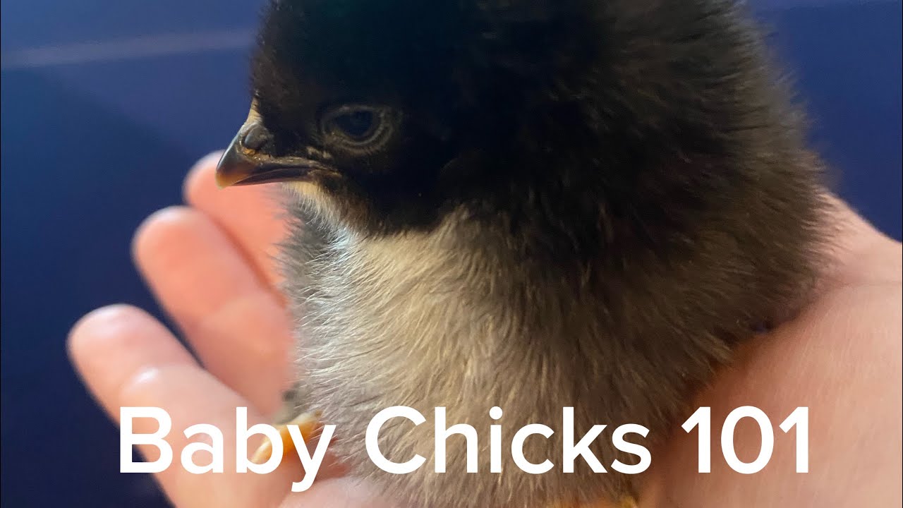 Curious what it takes to raise chickens? Let’s start at the beginning. #tractorsupply #chickens 