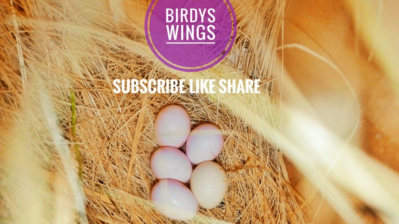 Birdys Wings is live!