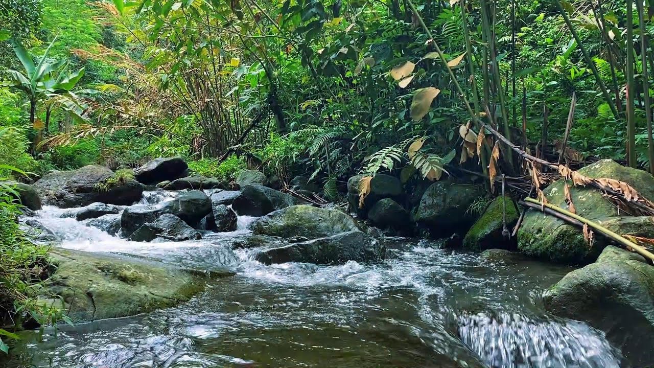 Restless at Night? Let This Calm River Guide You Into Deep Sleep