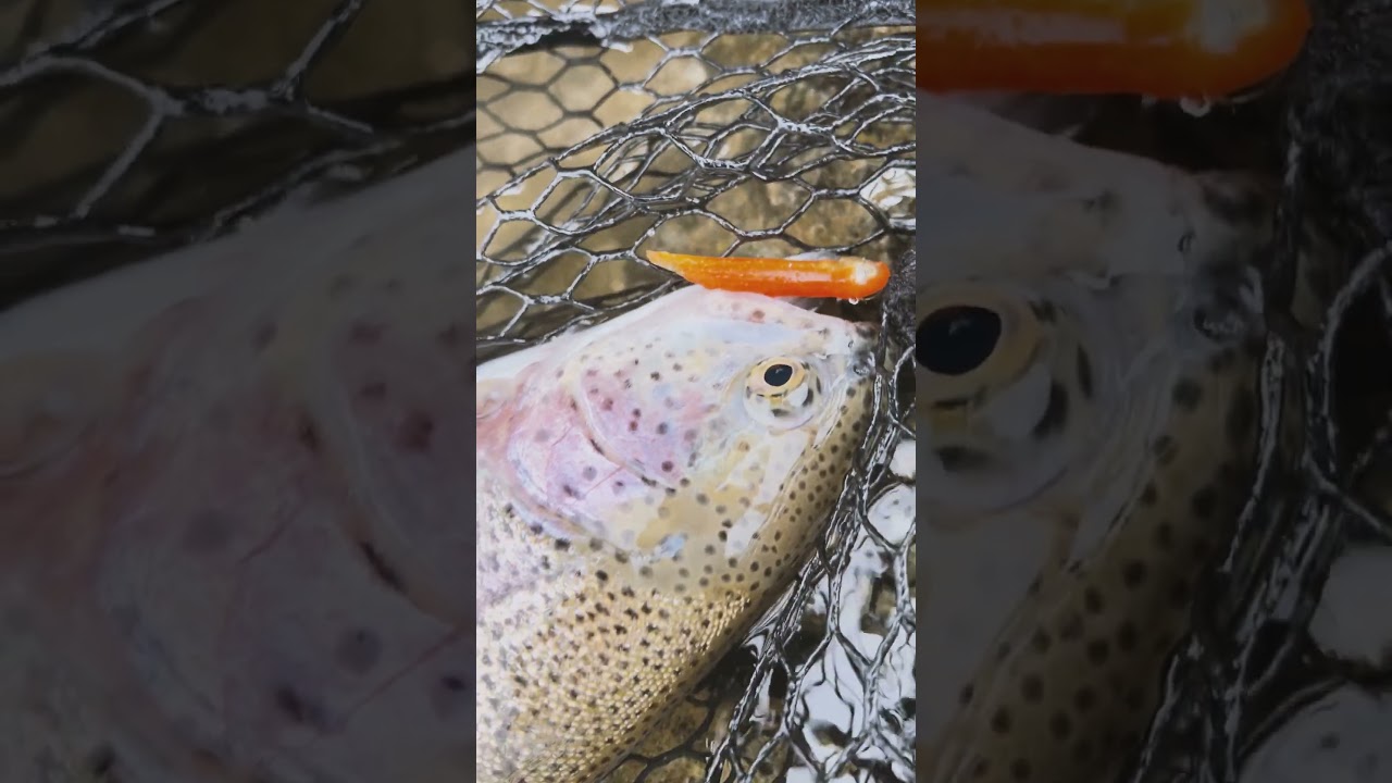 Mini Jigs for Trout: HookUp Baits Prove Their Power!