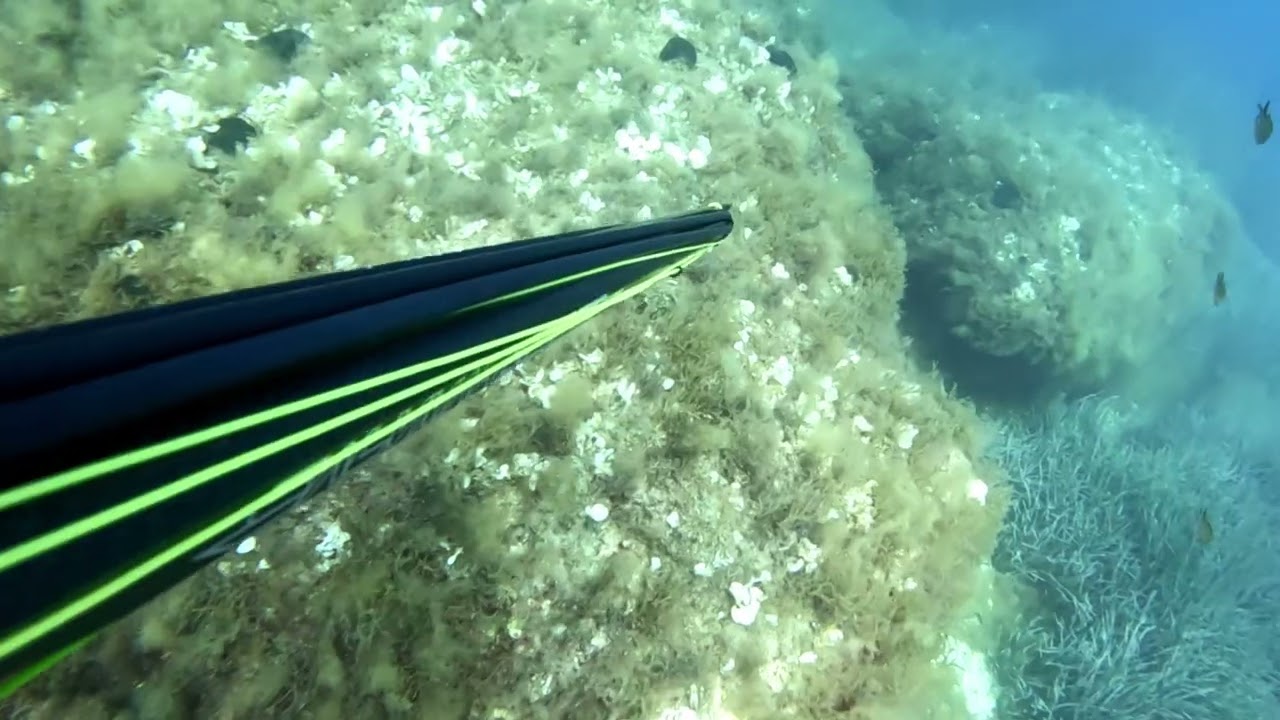 Arescarbo 105 #fishing #seafood #salvimar #pesca #spearfishing #diving #seafood #viral #viralvideo