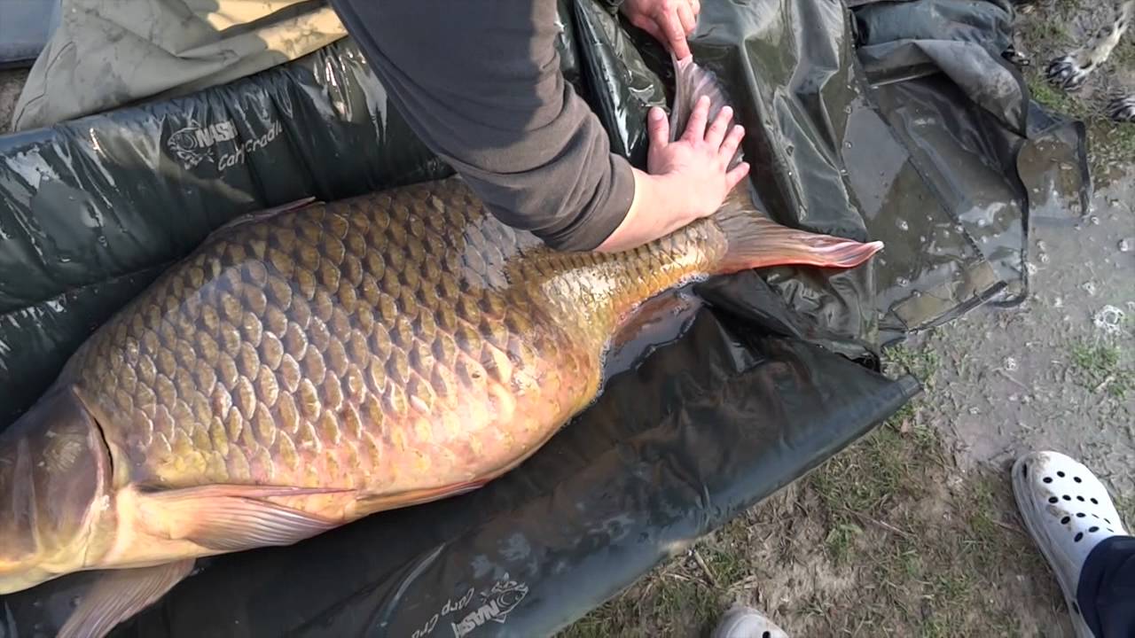 Carpfishing - La Daddy 35,400 kg