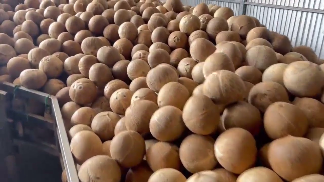 Macapuno Coconut from VietNam