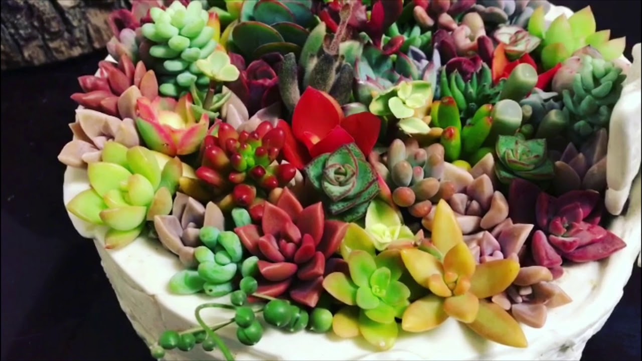 COMPACT SUCCULENT ARRANGEMENTS ( Can help prevent overwatering)