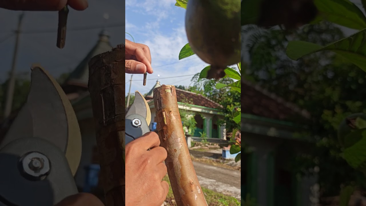 New Method Of Grafting Guava tree | Guava Grafting Technique | How to Grafting Guava