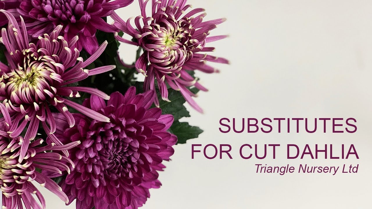 Substitutes for Wholesale Dahlias - Wholesale Flowers and Academy (Triangle Nursery)