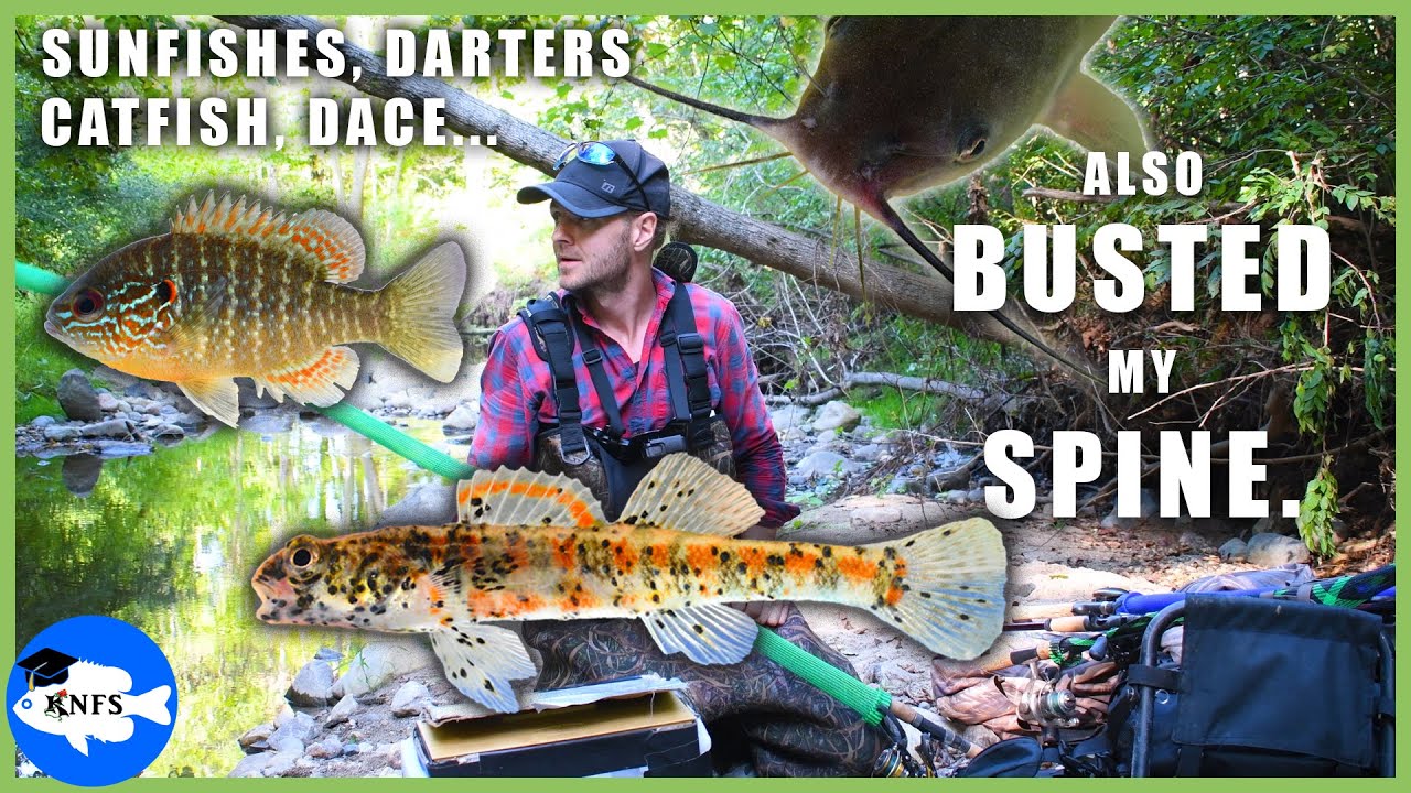 Microfishing Michigan | Creek Survey & Fish ID Tips...and a Turtle