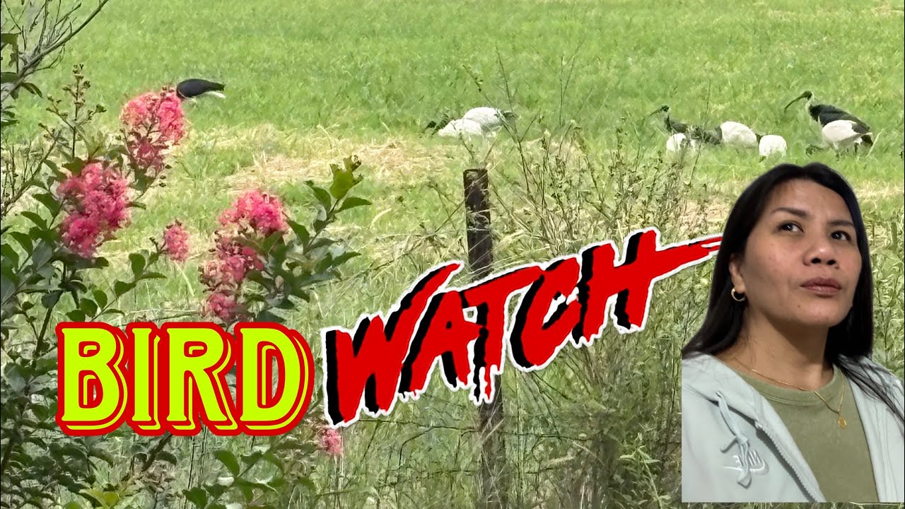 Bird Watching Cloudy Friday in NSW Australia / Silent Live Stream