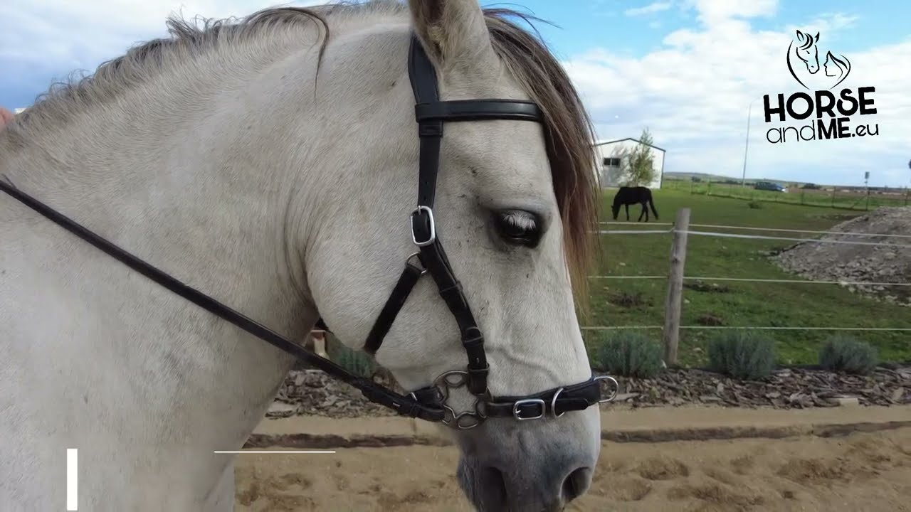 Uzdečka/obnosek Hackamore Caval F.R.A.