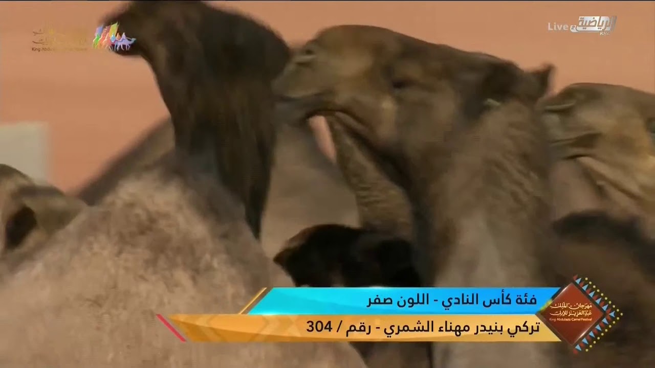 عروض فئة كأس النادي (إنتاج) للون الصفر يوم الخميس ١٧ ديسمبر ٢٠٢٠م #مهرجان_الملك_عبدالعزيز_للإبل5