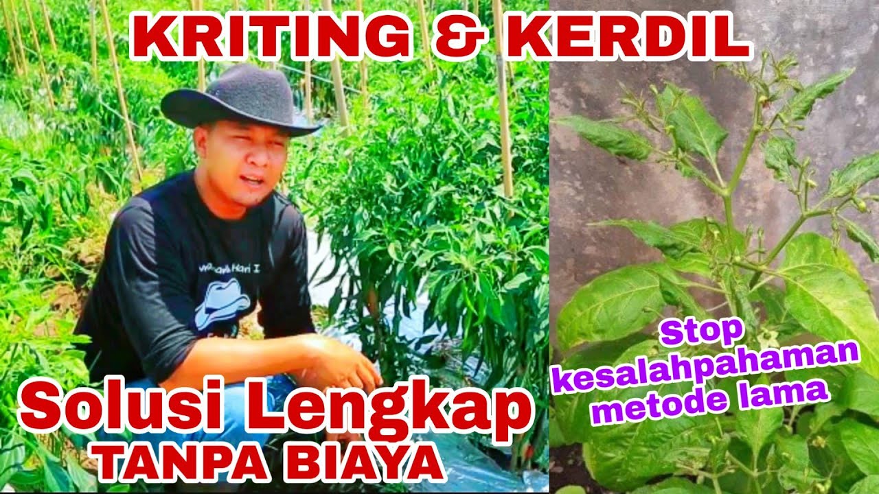 Mengatasi Kriting & Kerdil pada Cabai /Tomat secara Multi Faktor (Tanpa Biaya)