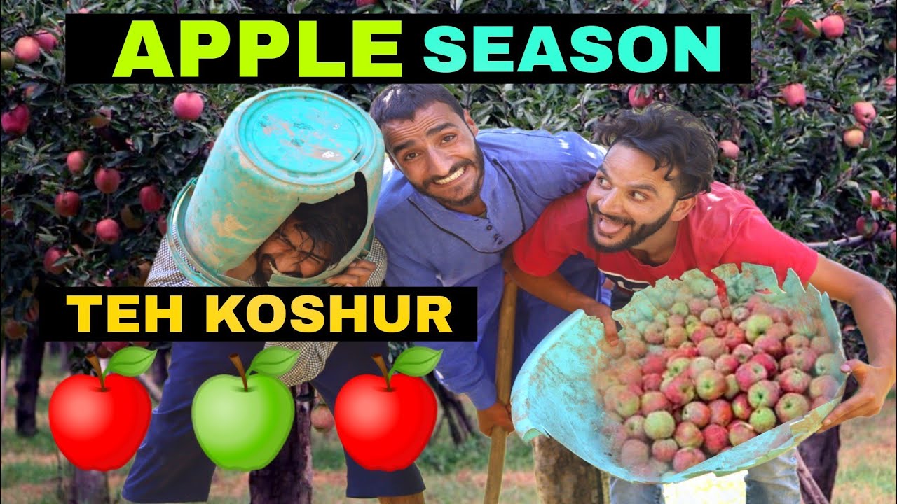 Apple Season Teh Koshur Funny Video By Kashmiri Rounders