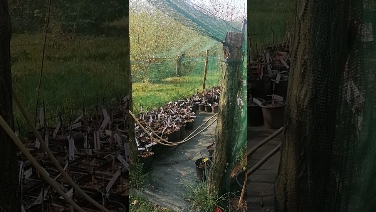 REVINE LAGO - PROGETTO DI RICERCA E RECUPERO DI ANTICHE VARIETÀ DI PERE E MELE.
