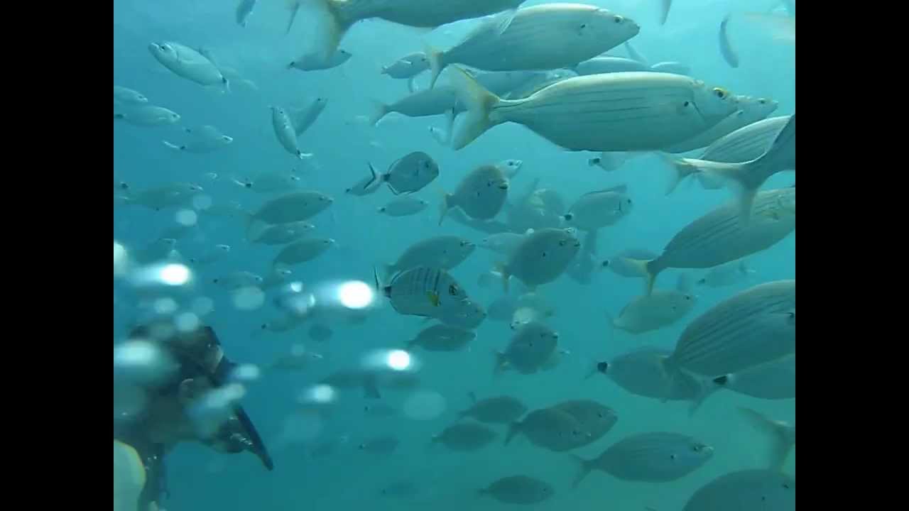 Scuba Diving in Kos Summer 2013