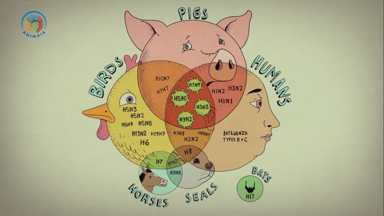 Uma Espiral Viral - Animação de Steve Cutts sobre zoonoses infecciosas e a exploração animal #COVID