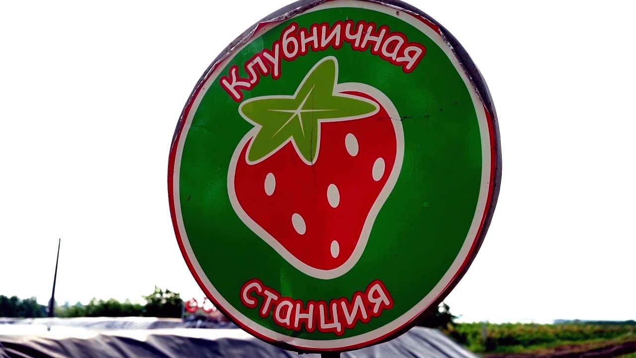 Обзор Berry Land - ягодная страна в Днепре